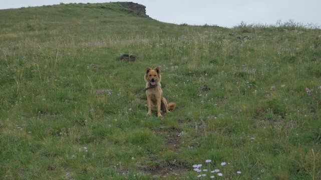 Handheld static shot of a fluffy red dog sitting patiently on a grassy mountain slope. The canine is panting and looking directly at the camera in a natural outdoor setting.