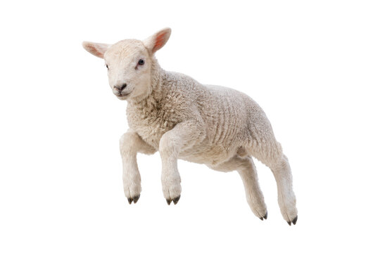Adorable baby lamb jumping mid-air isolated on white background, symbol of innocence, springtime, and farm life