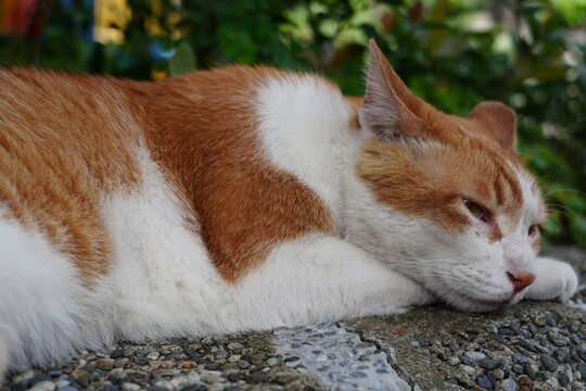 Orange tabby cat lying on outdoor stone wall