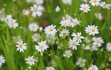 Fototapeta premium Delicate white wildflowers bloom in a lush green meadow on a sunny day
