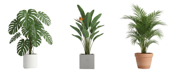 Tropical potted plant trio transparent PNG set © IconicX