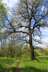 Fototapeta premium Majestic old oak tree with sprawling branches beside a winding dirt path in spring