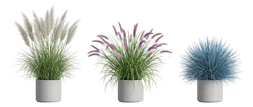Potted ornamental grass PNG landscaping set