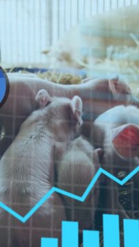 Vertical video: On data update cyan overlay pulsing, fading, revealing rodents nudging to monitor