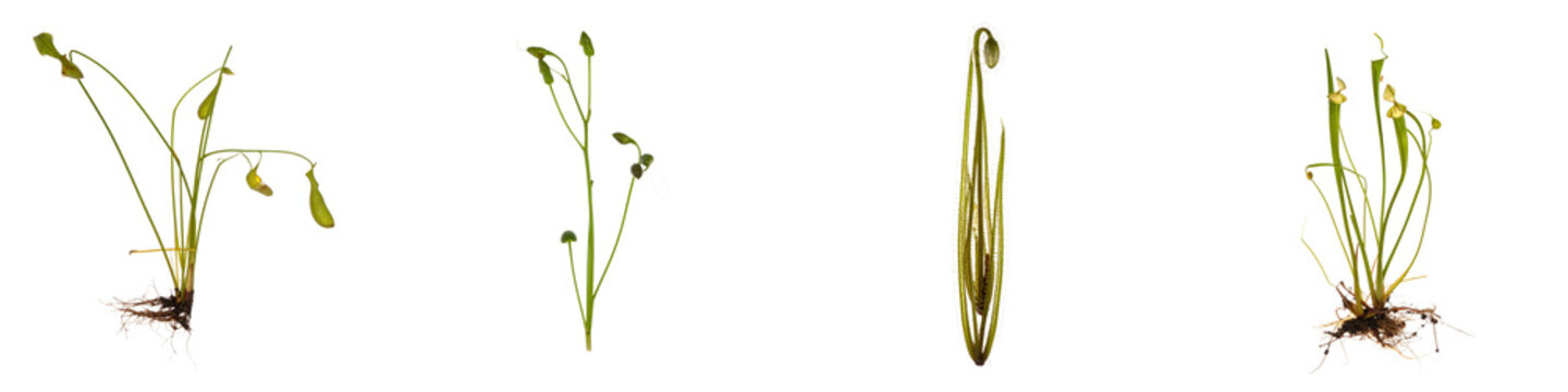 Collection of green carnivorous pitcher plants with visible roots and budding stems