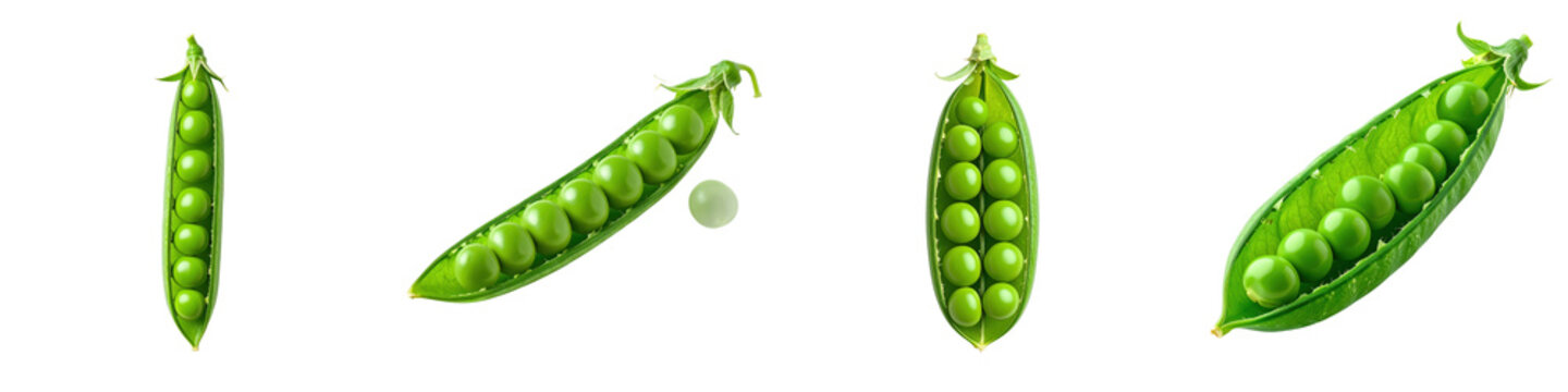 Fresh green pea pods with multiple open shells showing raw organic seeds arranged in  row