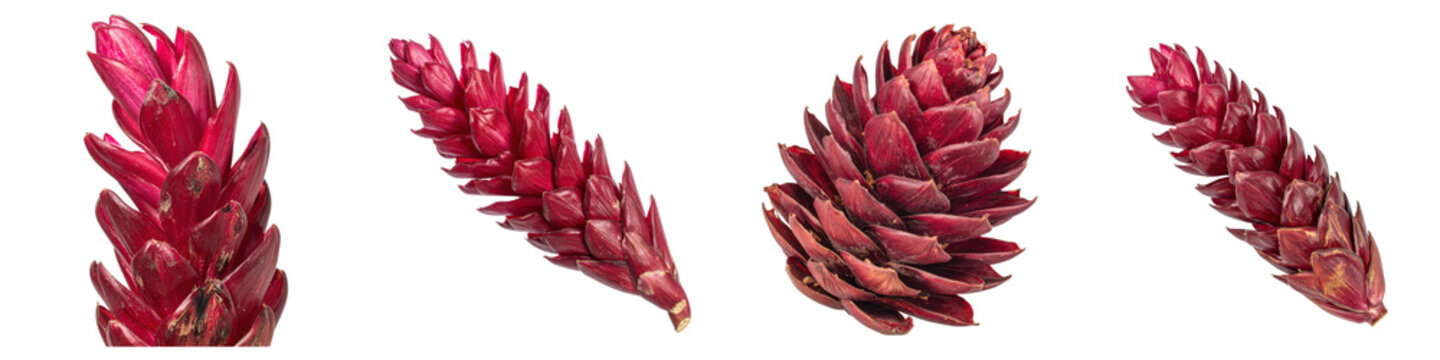 Four vibrant deep red ginger flower cones arranged in different orientations on display