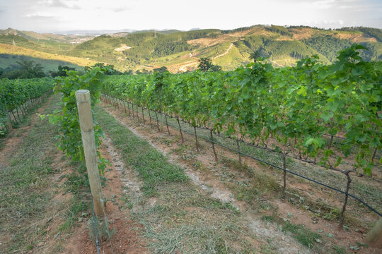 Paisagem Vinhedo