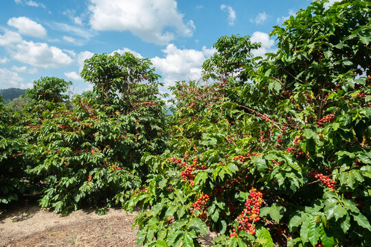 Planta&ccedil;&atilde;o de caf&eacute;
