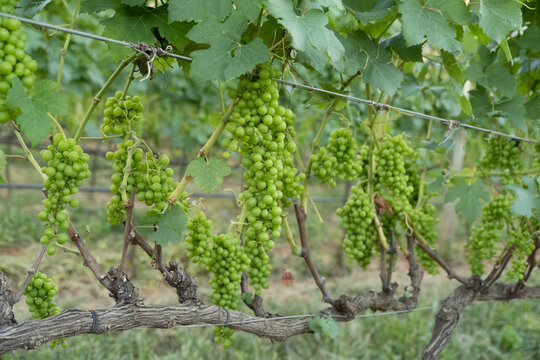 Cachos de uva 