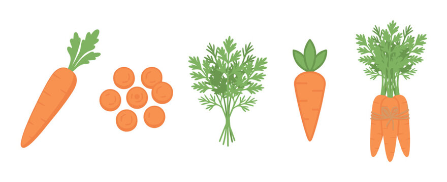 Various fresh orange carrots and their green leaves displayed in different forms, including whole, sliced, and bundled, illustrating healthy vegetable options.