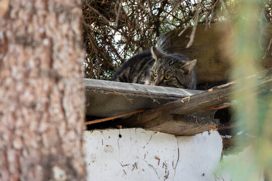 Cat hidden in natural garden environment