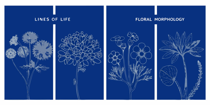 botanical illustrations with detailed floral morphology on blue background high quality professional modern elegant stylish
