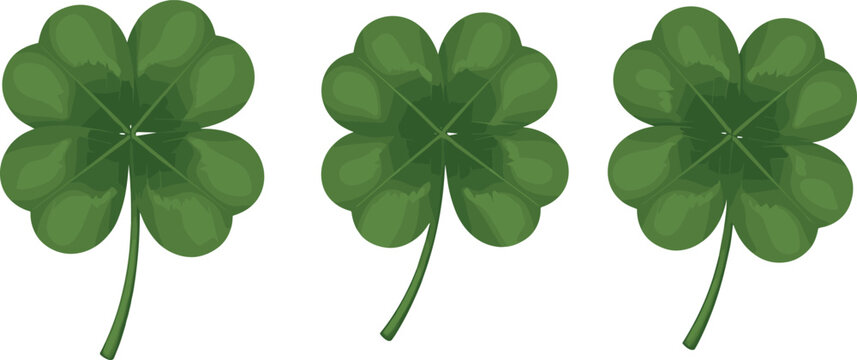 Three green four leaf clover illustrations set isolated on white background lucky shamrock symbol botanical decorative vector design