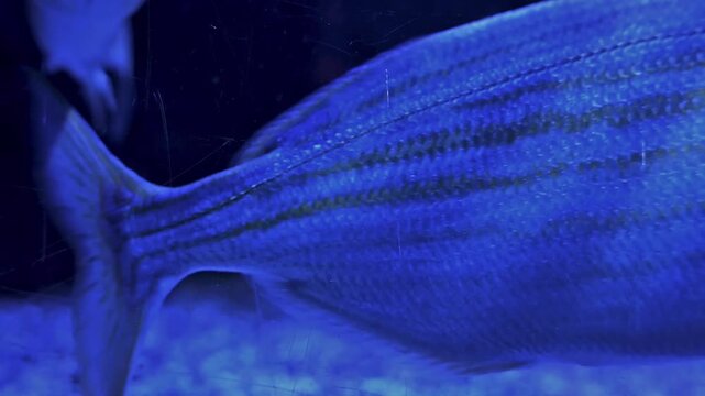 Salpa fish swimming slowly in aquarium underwater close up. Slow motion HD footage