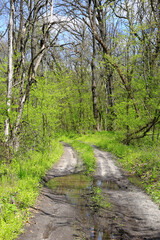 Fototapeta premium Dirt road through a lush green forest with a puddle reflecting the trees