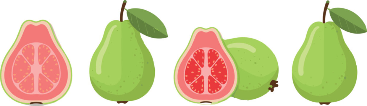 Guava fruit vector illustration set with whole and sliced tropical fruits pink pulp seeds and green leaf isolated design