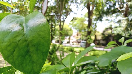 A large green leaf from a plant stands out in a sunny garden with trees and other foliage. © Ipramana