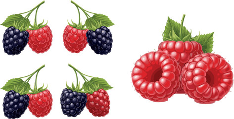 Raspberry and blackberry vector illustration set with fresh berries leaves and realistic juicy fruit design collection isolated © MstTanzila