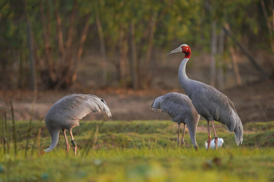 Three Eastern Sarus Cranes (Grus antigone sharpii) standing in a wetland landscape, Thailand