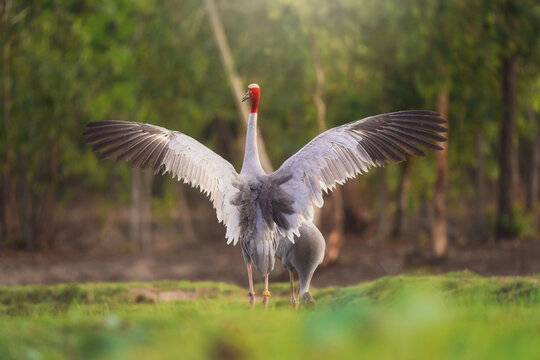 Two Eastern Sarus Cranes (Grus antigone sharpii) standing in a wetland landscape, Thailand