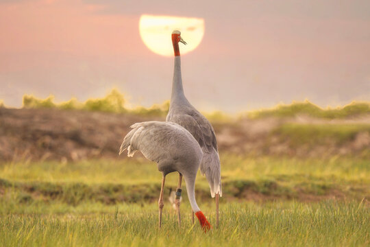 Two Eastern Sarus Cranes (Grus antigone sharpii) standing in a wetland landscape at sunset, Thailand