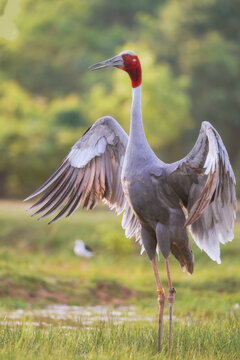 Close-up portrait of an Eastern Sarus Crane (Grus antigone sharpii) standing in a wetland landscape, Thailand