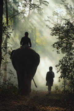 Rear view silhouette of a girl walking alongside a mahout riding an elephant in a forest at sunrise, Thailand