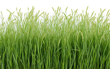 Obraz premium Green grass blades with seed heads, isolated on white background