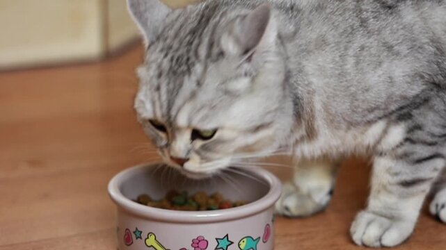 A gray cat eats from a bowl