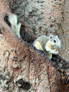 Close-up of a Finlayson's squirrel (Callosciurus finlaysonii) sitting in a tree eating a peanut, Chatuchak Park, Bangkok, Thailand