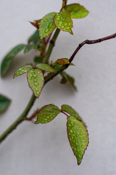 Close-up of raindrops on the leaves of a Rose bush by a grey wall