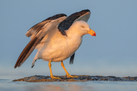 Close-up side view of a wild Pacific Gull (Larus pacificus) stretching its wings on a rocky ledge in the sea at sunrise, Australia