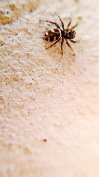 A close-up macro shot of a black and white zebra jumping spider (Salticus scenicus) on a whitewashed wall.