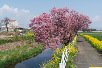 Obraz premium spring in holland