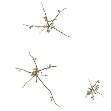 Xanthium sibiricum tree plan, top view, cutout, transparent background, isolate, Dry Branch with Small Leaves, Detailed Texture, Natural Element, Autumnal Background, Rustic Design Element
