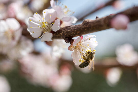 Honey Bee on Apricot Tree Blossom in Spring Garden