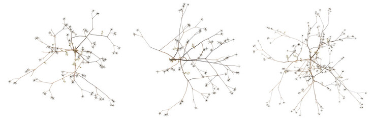 Bidens parviflora tree plan, top view, cutout, transparent background, isolate, Delicate Tree Branch Detail - Natural Texture for Design Elements and Backgrounds © DH Tree Stock