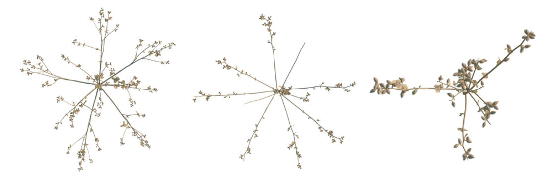Xanthium sibiricum tree plan, top view, cutout, transparent background, isolate, Delicate ornamental grass, nature close-up, serene aesthetic, botanical elegance, minimalist design.