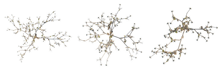 Fototapeta premium Sigesbeckia orientalis tree plan, top view, cutout, transparent background, isolate, Delicate bare tree branches against a stark background, minimalist nature design for seasonal themes.