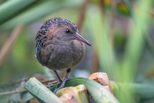 Close-up of a  Lewin's Rail (Lewinia pectoralis) perched on broken reed stems at the edge of an Australian freshwater marsh, Victoria, Australia