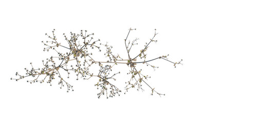 Sigesbeckia orientalis tree plan, top view, cutout, transparent background, isolate, Bare Tree Branches on Winter Background - Detailed Tree Branch Texture for Graphic Design © DH Tree Stock