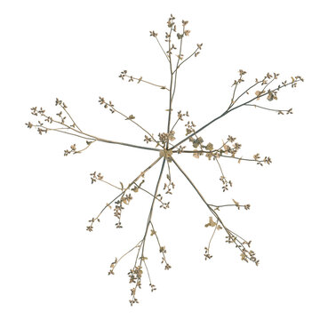 Xanthium sibiricum tree plan, top view, cutout, transparent background, isolate, Detailed close-up of a ginkgo biloba tree branch, showcasing its unique leaf structure.