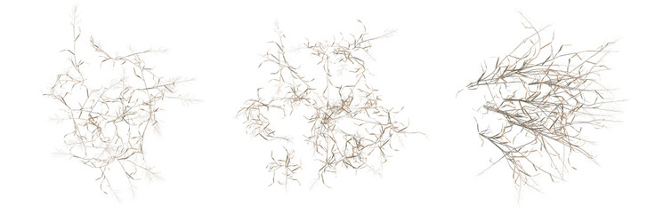 Capillipedium assimile tree plan, top view, cutout, transparent background, isolate, Dried Grass Texture, Vector Illustration, Natural Background, Rustic Design, Floral Element, Detailed Pattern © DH Tree Stock