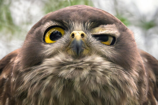 Close-up portrait of a wild sleepy barking owl (ninox connivens) with a half-closed eye, Australia