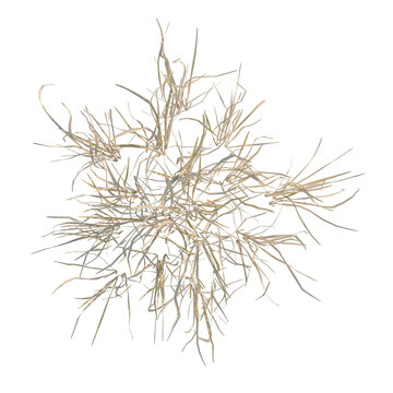 Imperata cylindrica tree plan, top view, cutout, transparent background, isolate, Detailed dry grass texture for background, nature pattern, organic design, seamless texture