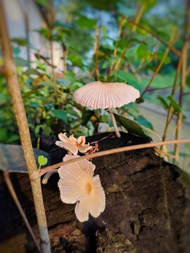 Parasola plicatilis mushroom, also known as Pleated Inkcap (Parasola plicatilis) which grows on tree trunks