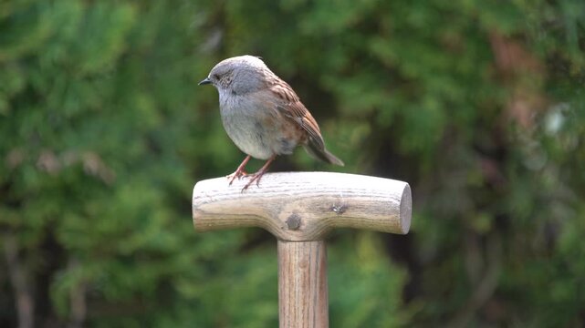 hedge dunnock on spade handle