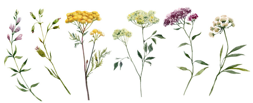 A set of watercolor wildflowers. Illustration of meadow flowers. Tansy, buttercup, lungwort, angelica, hogweed.