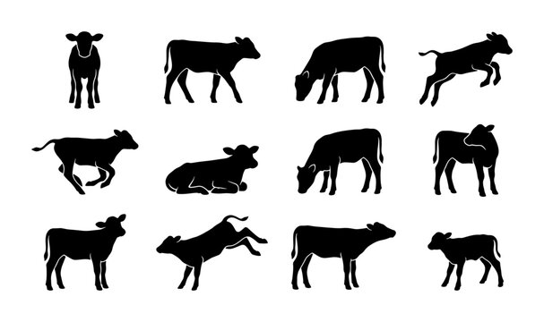 Calf silhouette collection, 12 young cow vector icons, farm animal livestock set in black and white, baby cattle in various poses